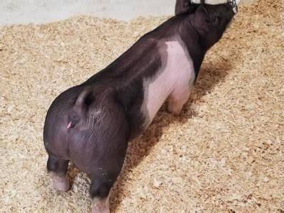 Pigs are pregnant for about 114 days, which is a little less than four months. A pregnant pig, often referred to as a piggy sow, sometimes delivers a couple of days early or late.